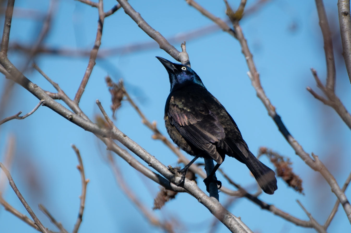 Common Grackle