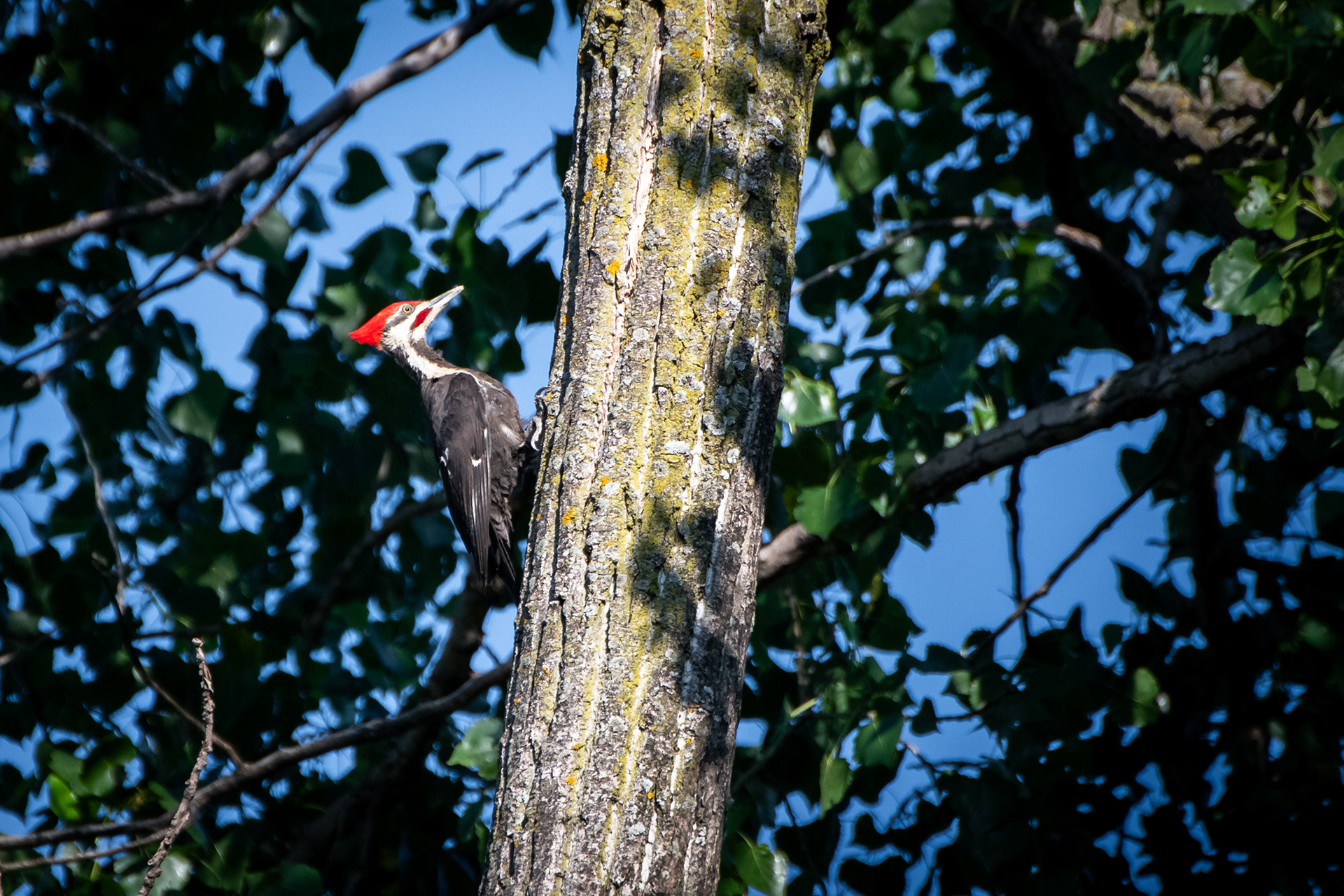 Pileated Woodpecker