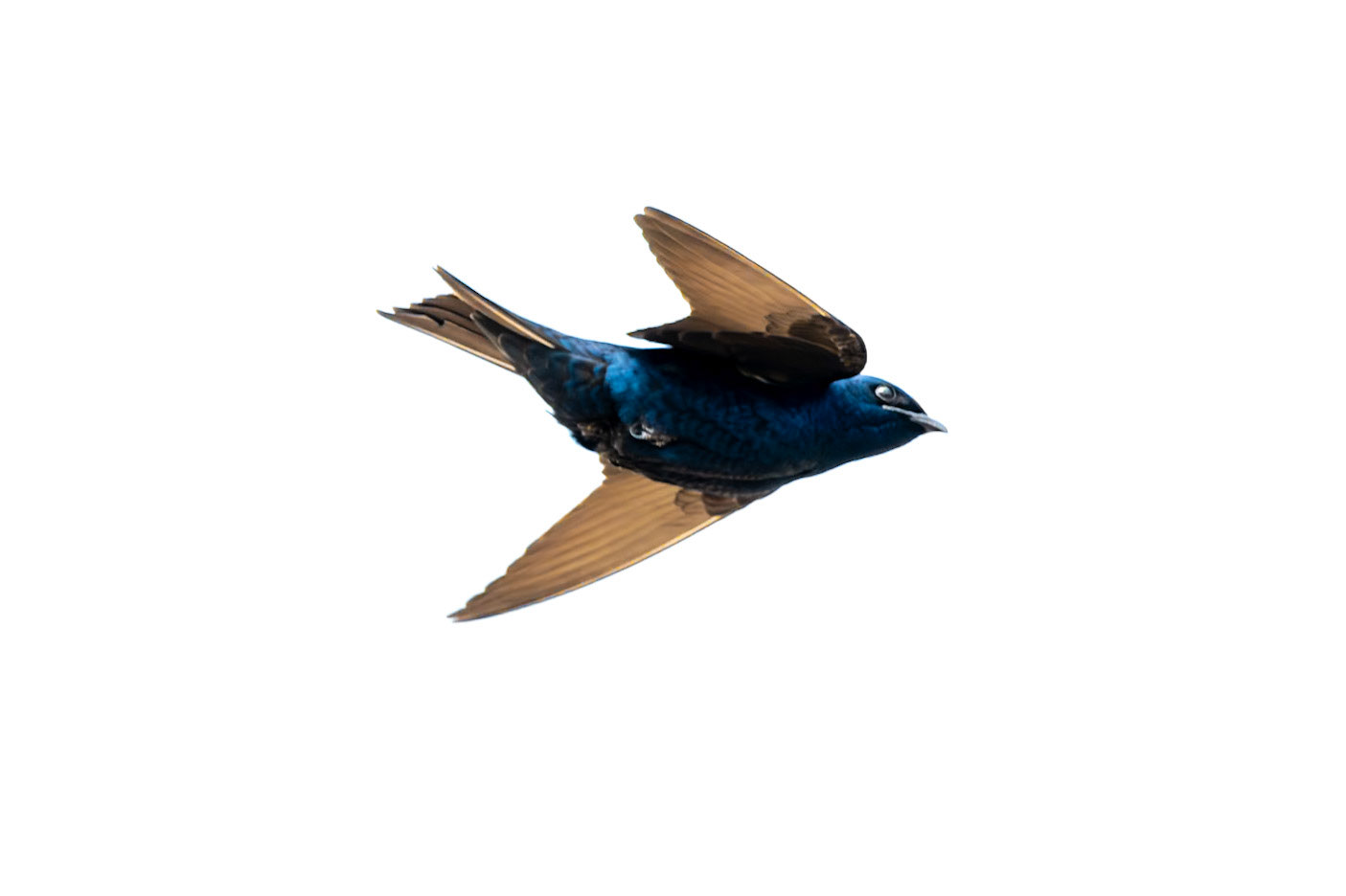 Purple Martin