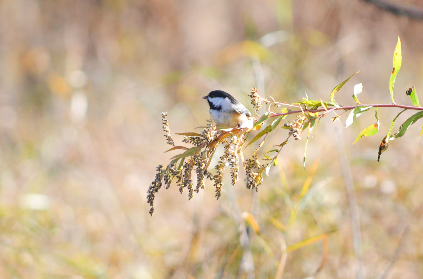 Black Capped Chickadee
