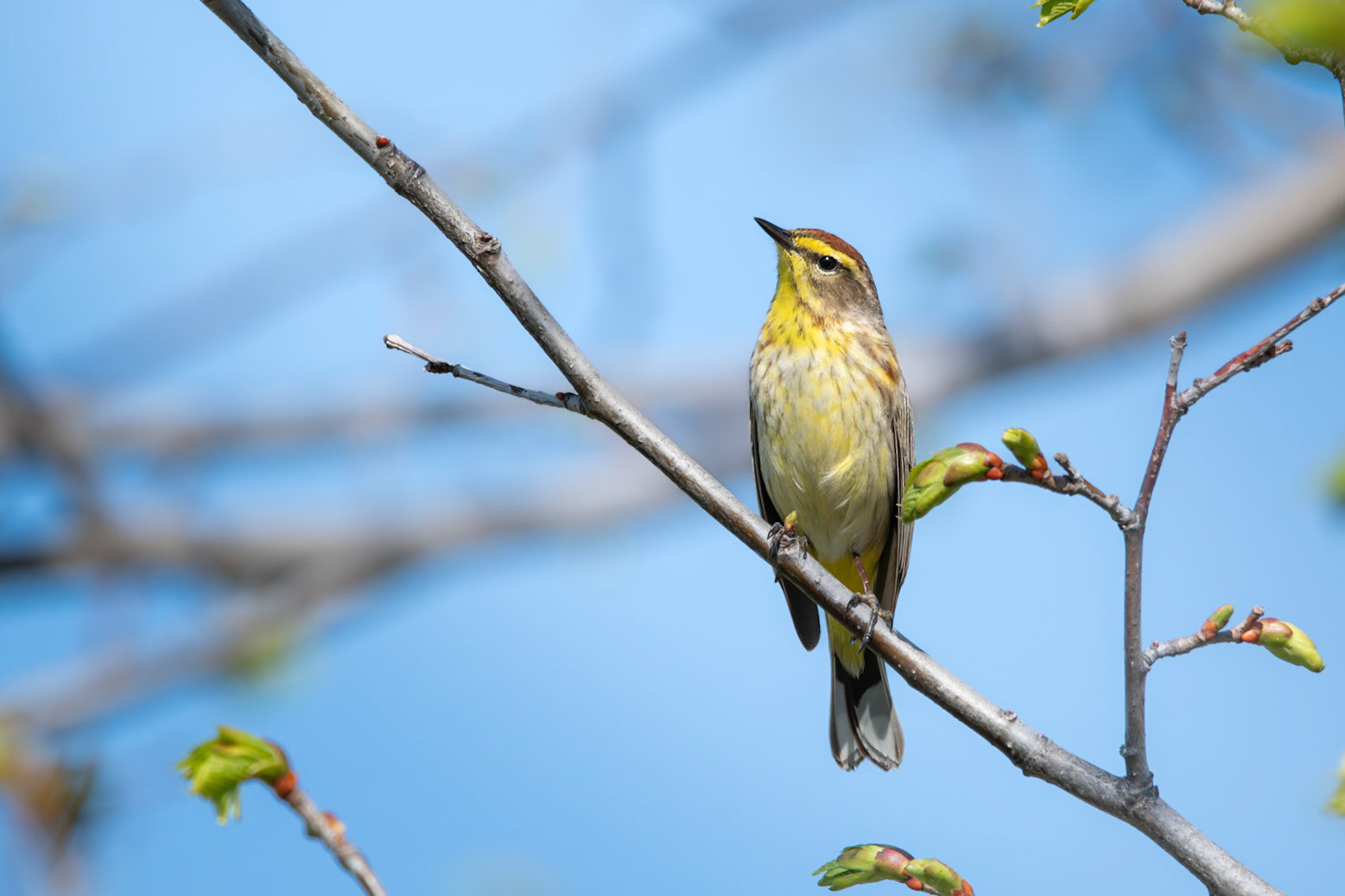 Palm Warbler