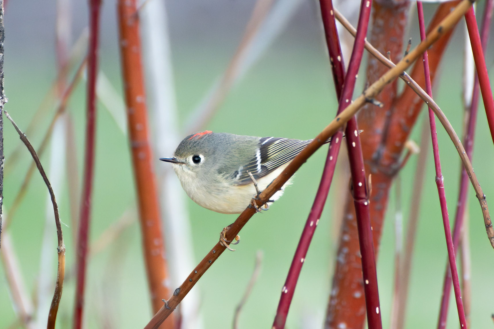 Ruby Crowned Kinglet