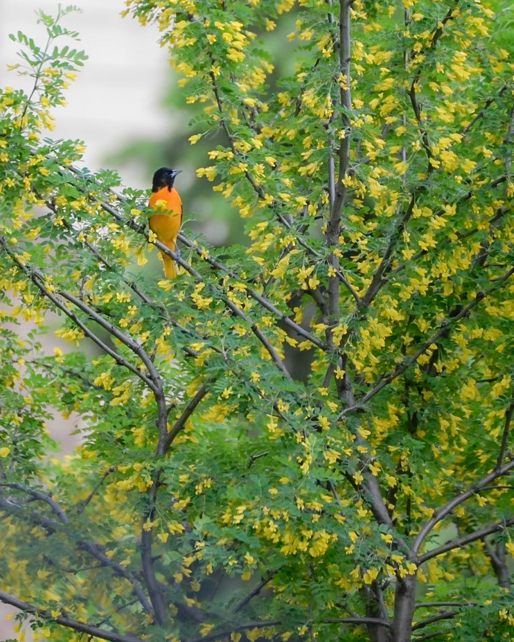 Baltimore Oriole