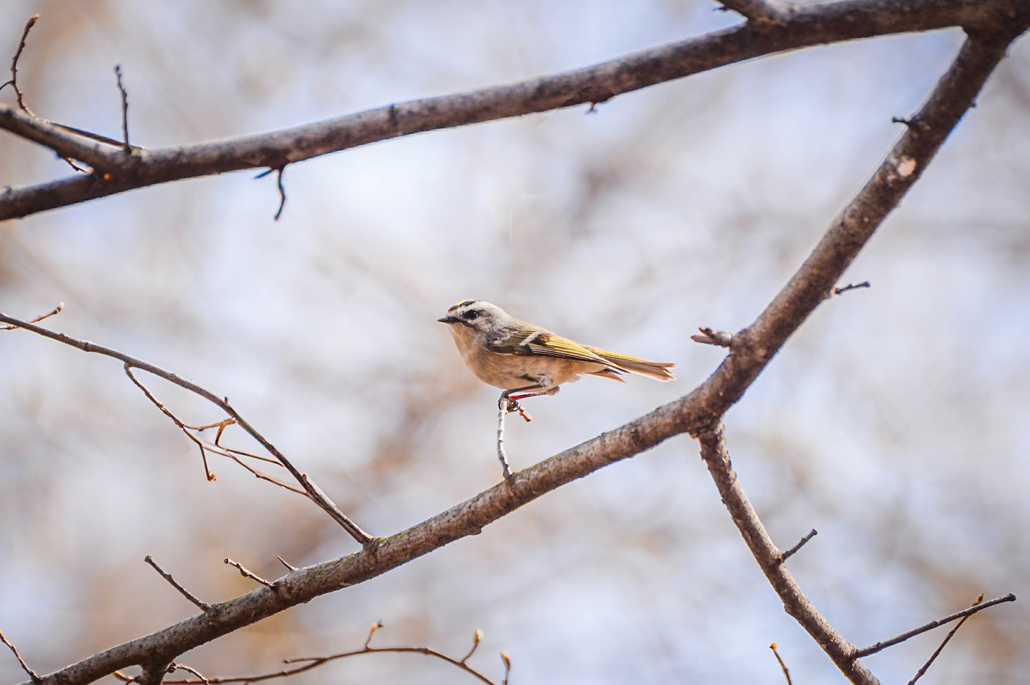Golden Crowned Kinglet