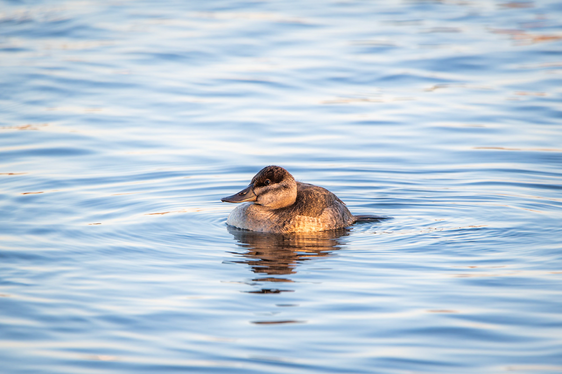 Ruddy Duck