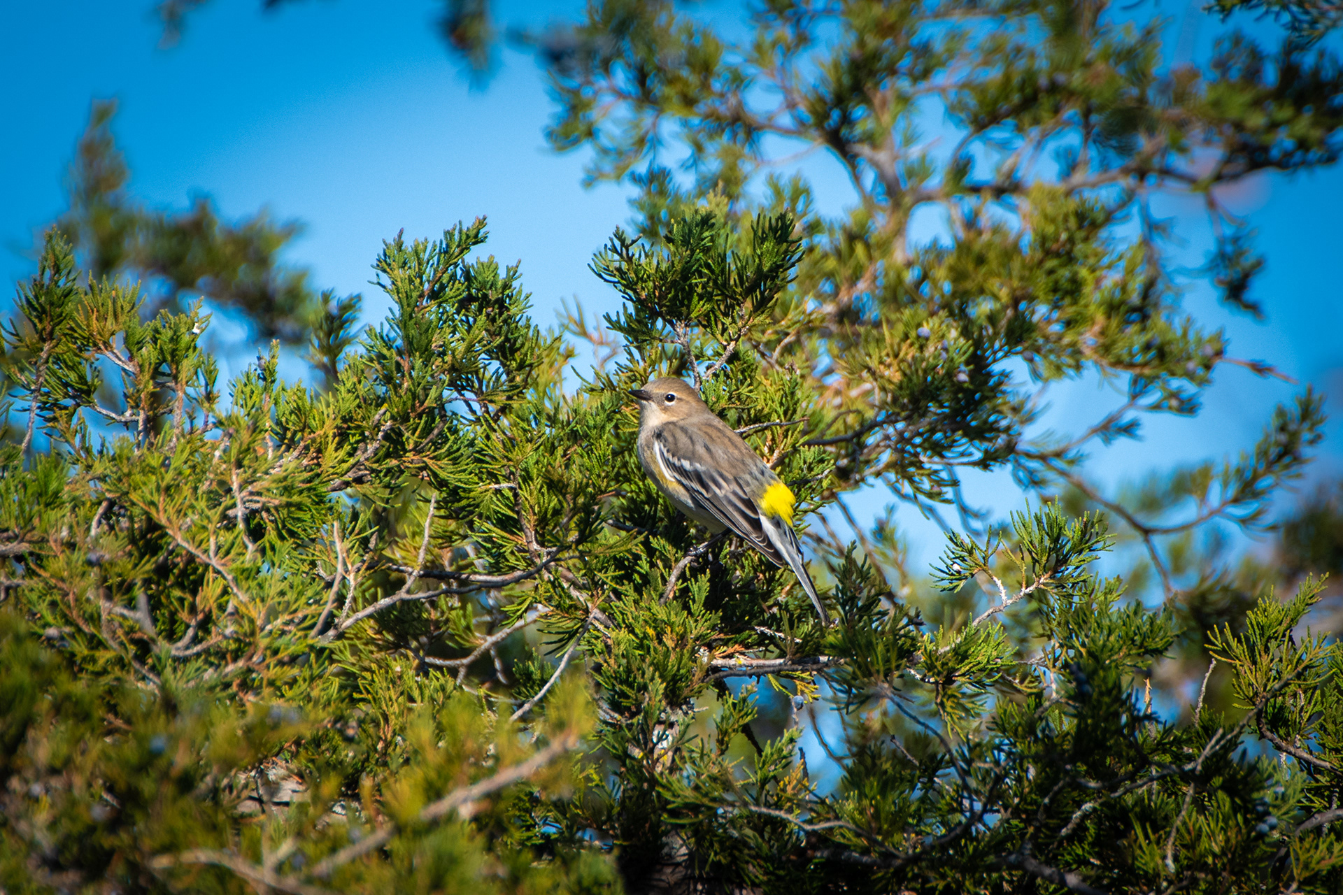 Yellow Rumped Warbler