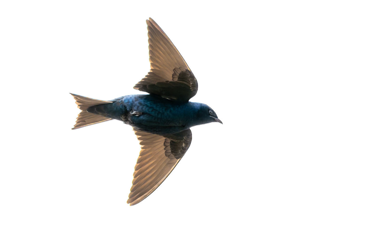 Purple Martin
