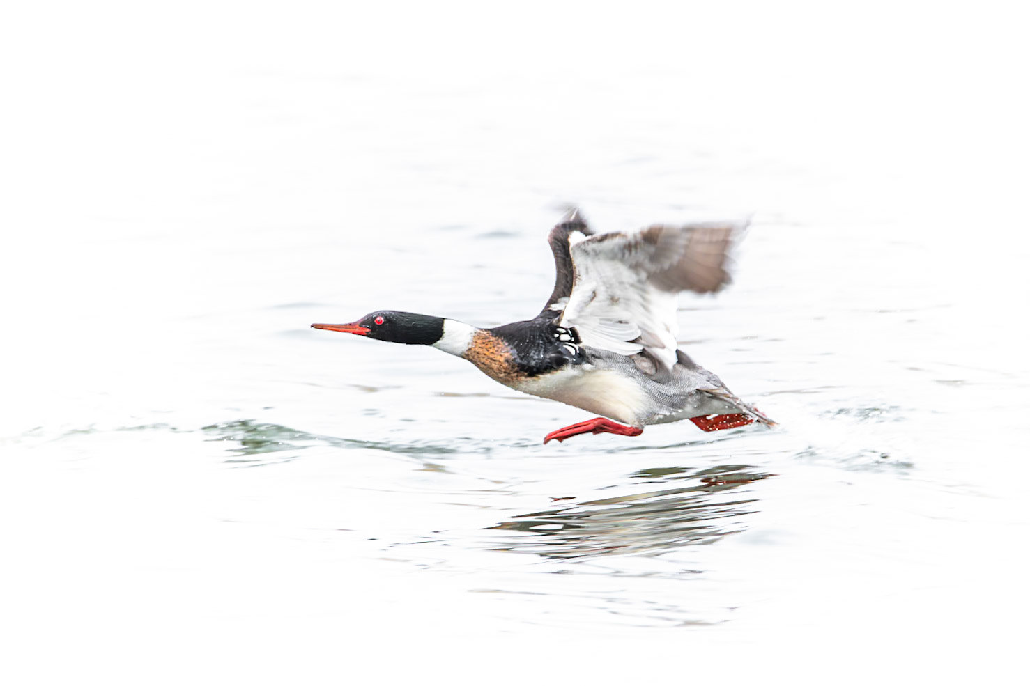 Red-Breasted Merganser