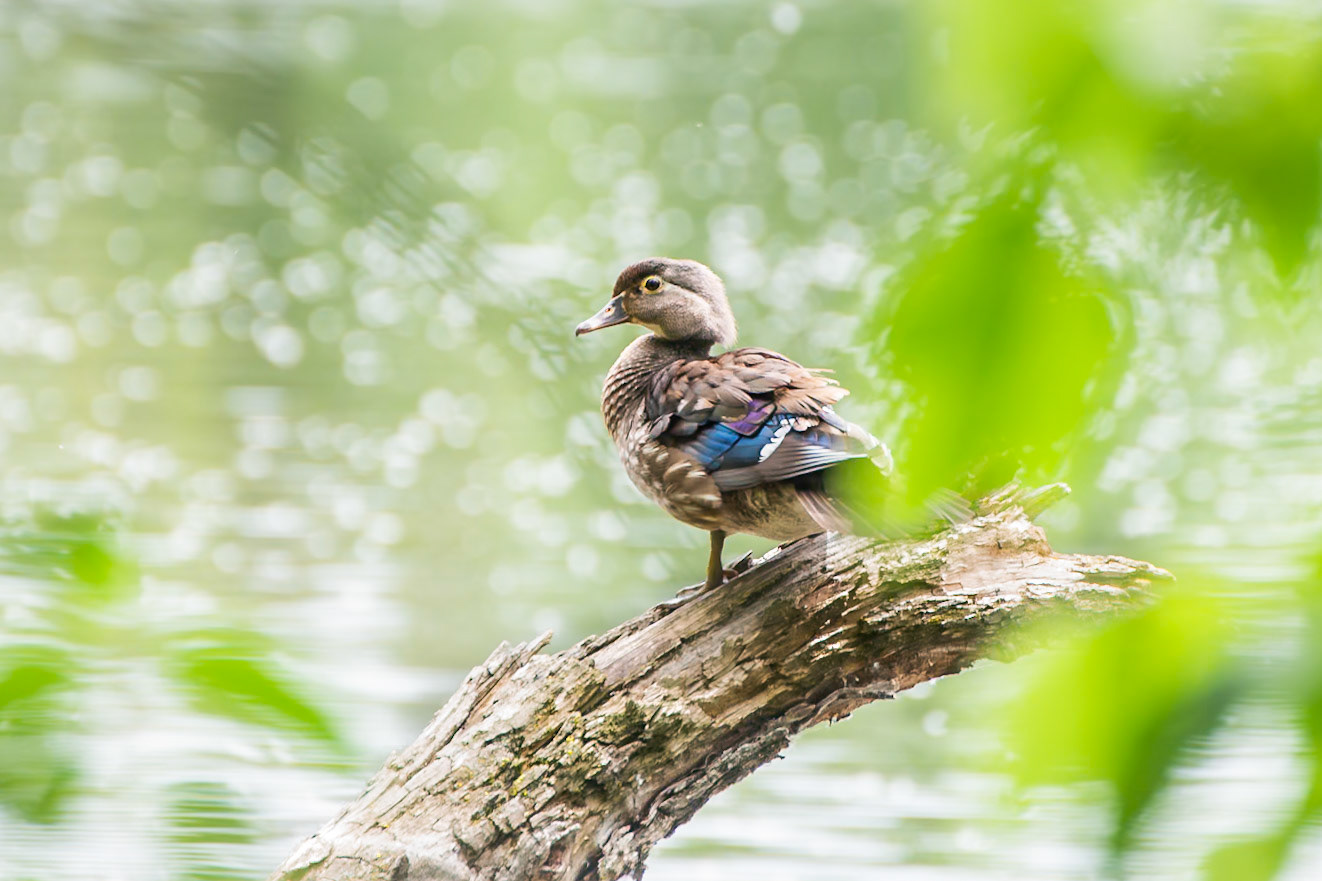 Wood Duck
