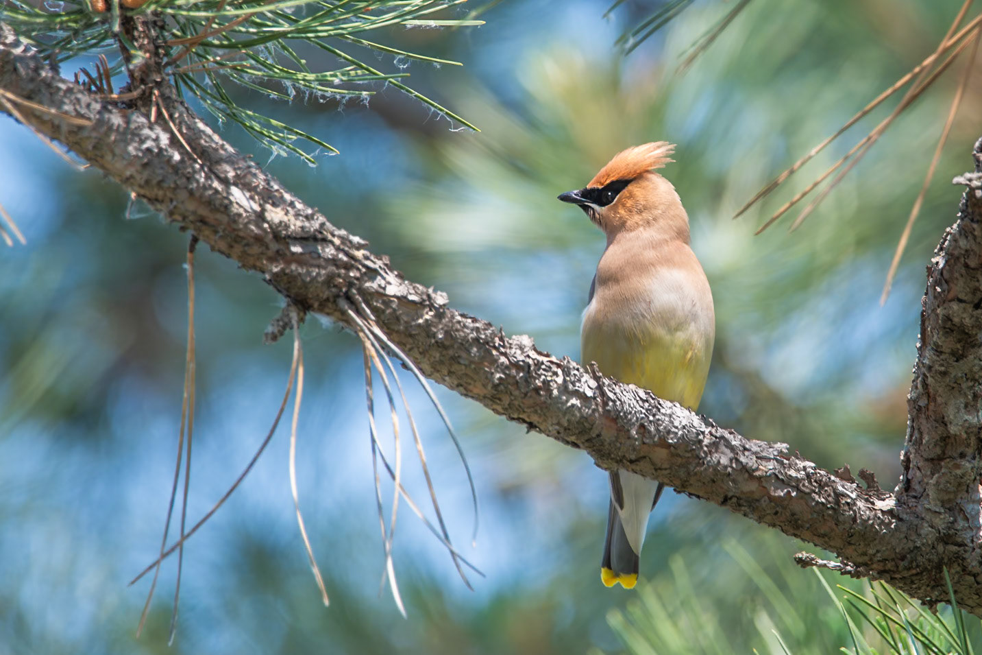 Cedar Waxwing