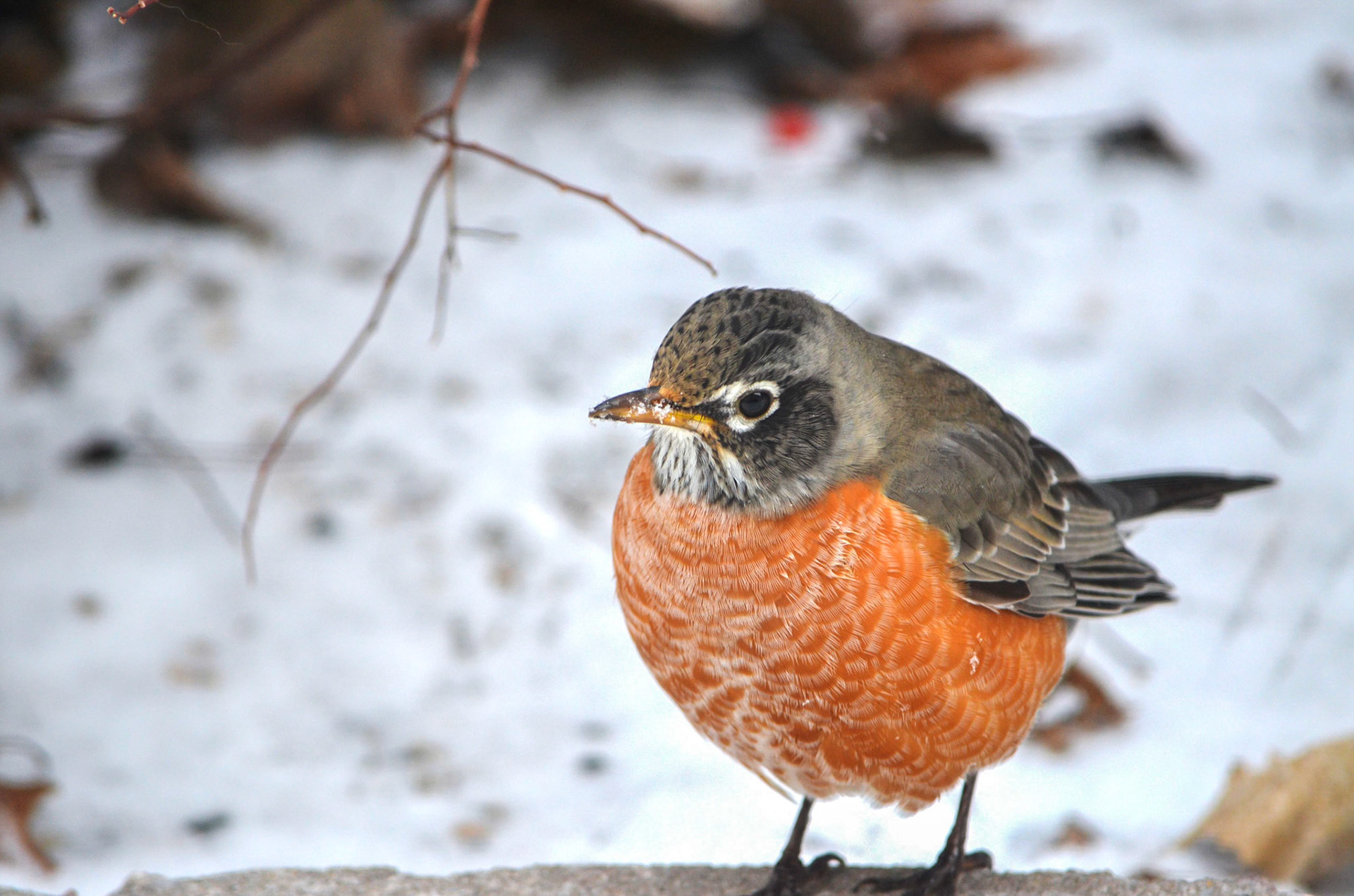 American Robin