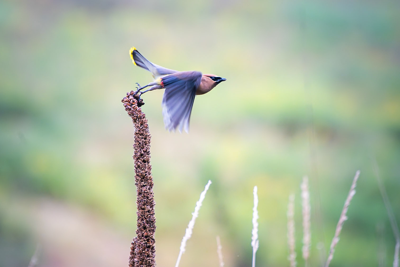 Cedar Waxwing