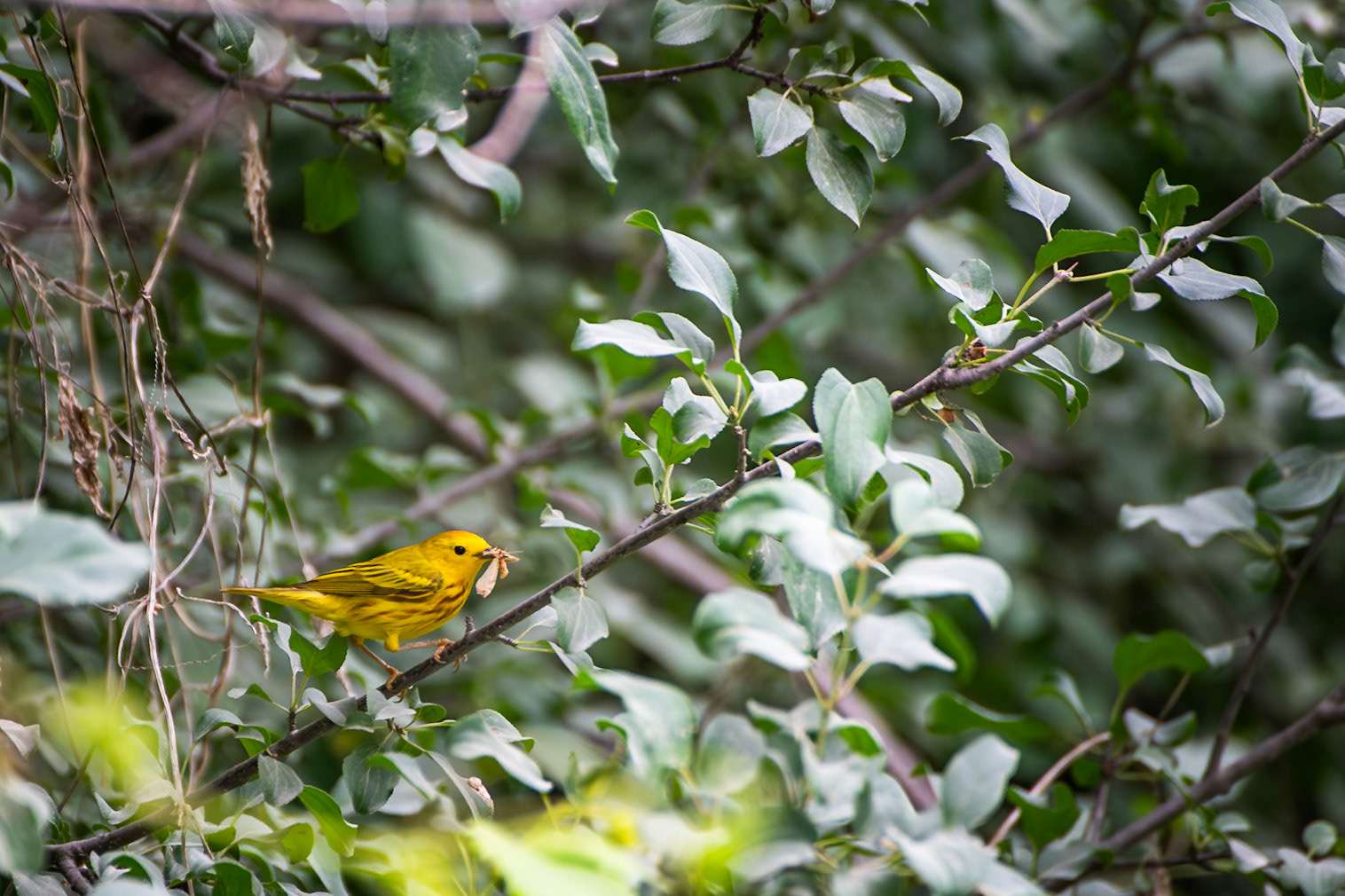 Yellow Warbler