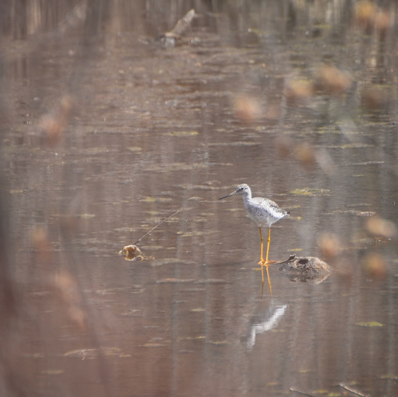 Greater Yellowlegs