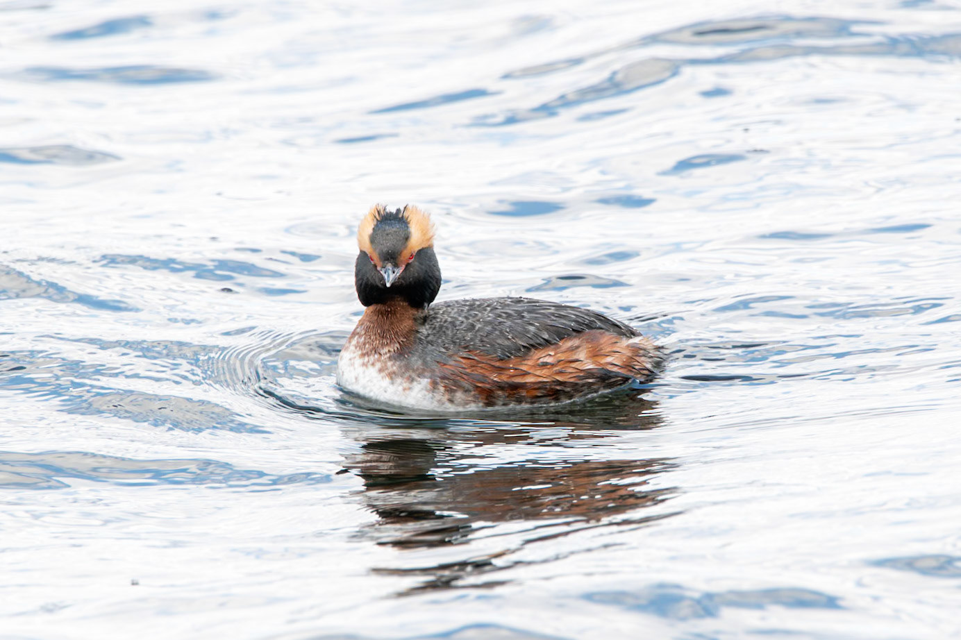 Horned Grebe