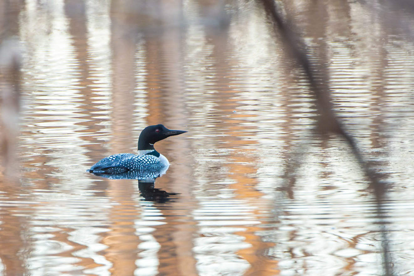 Common Loon