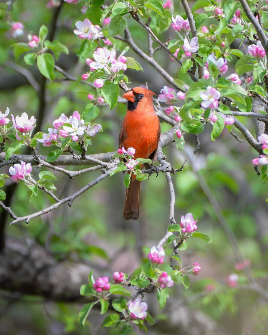 Northern Cardinal