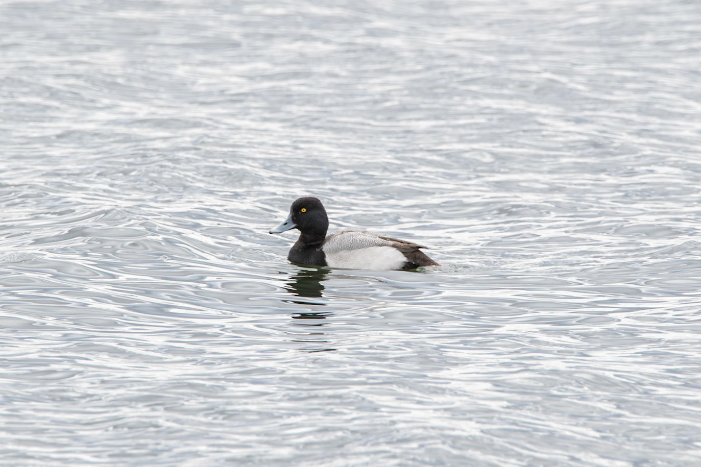 Lesser Scaup