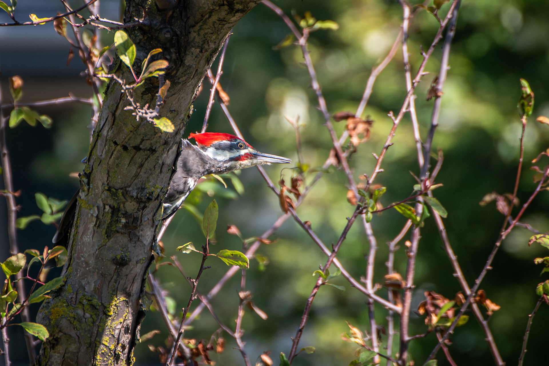 Pileated Woodpecker