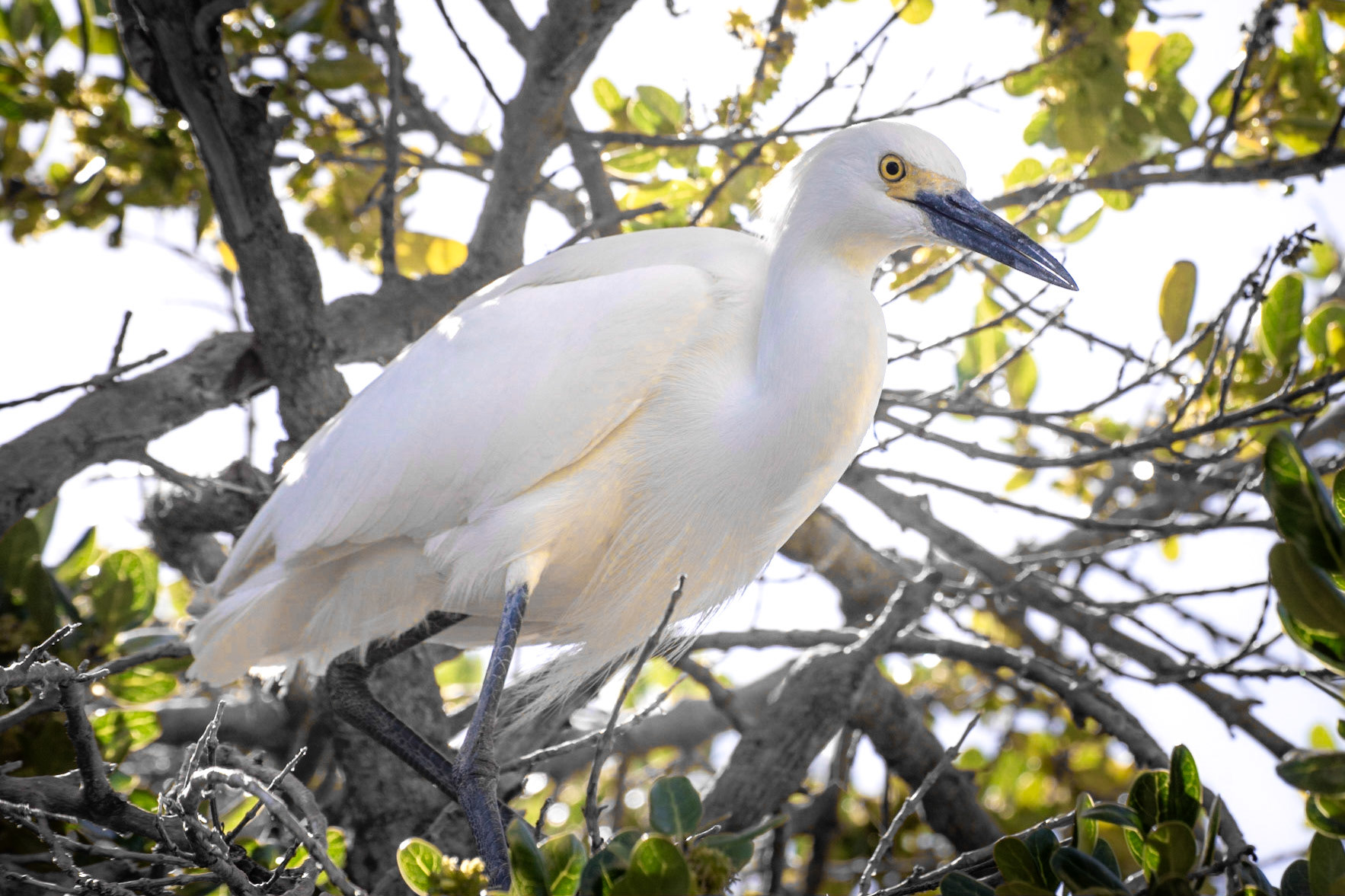 Snowy Egret