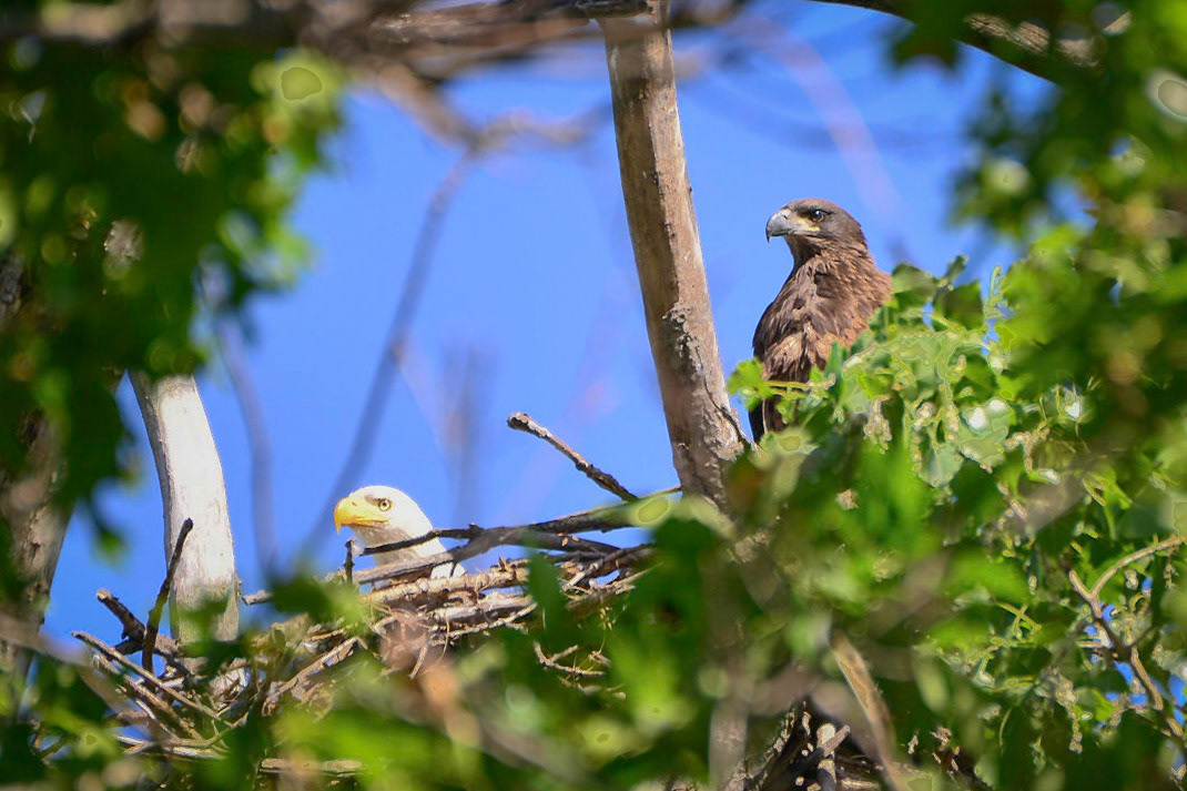 Juvenile Bald Eagle