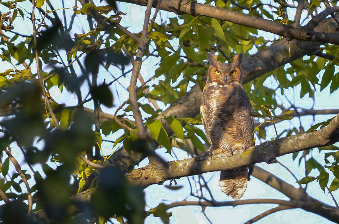Great Horned Owl