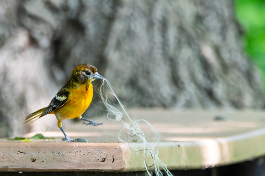 Baltimore Oriole