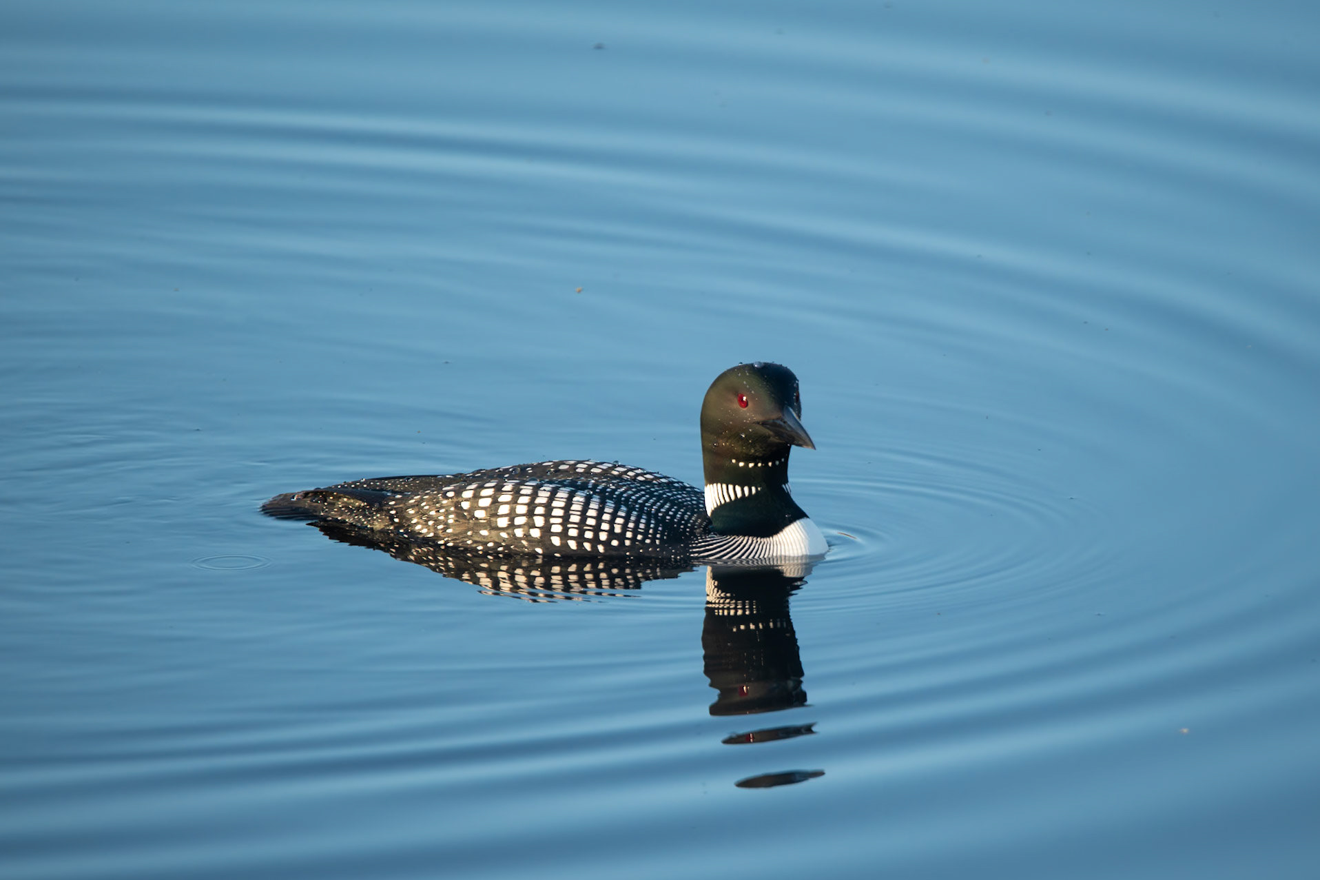Common Loon