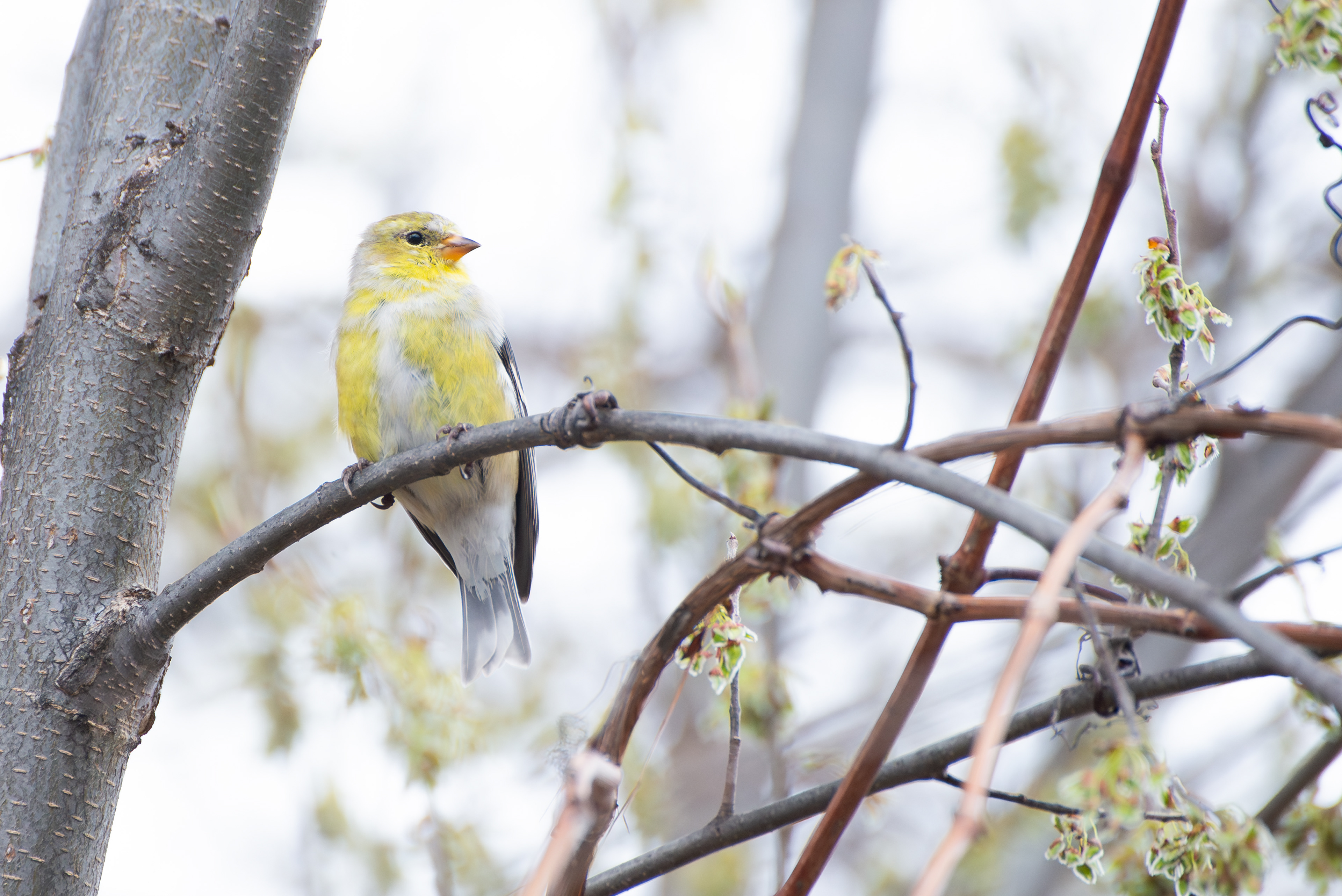 American Goldfinch