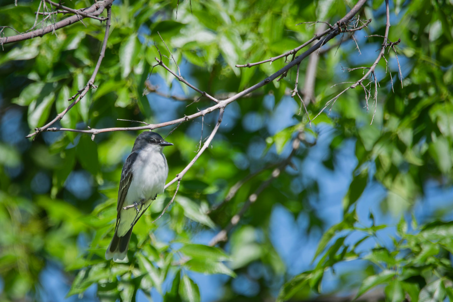 Eastern Kingbird