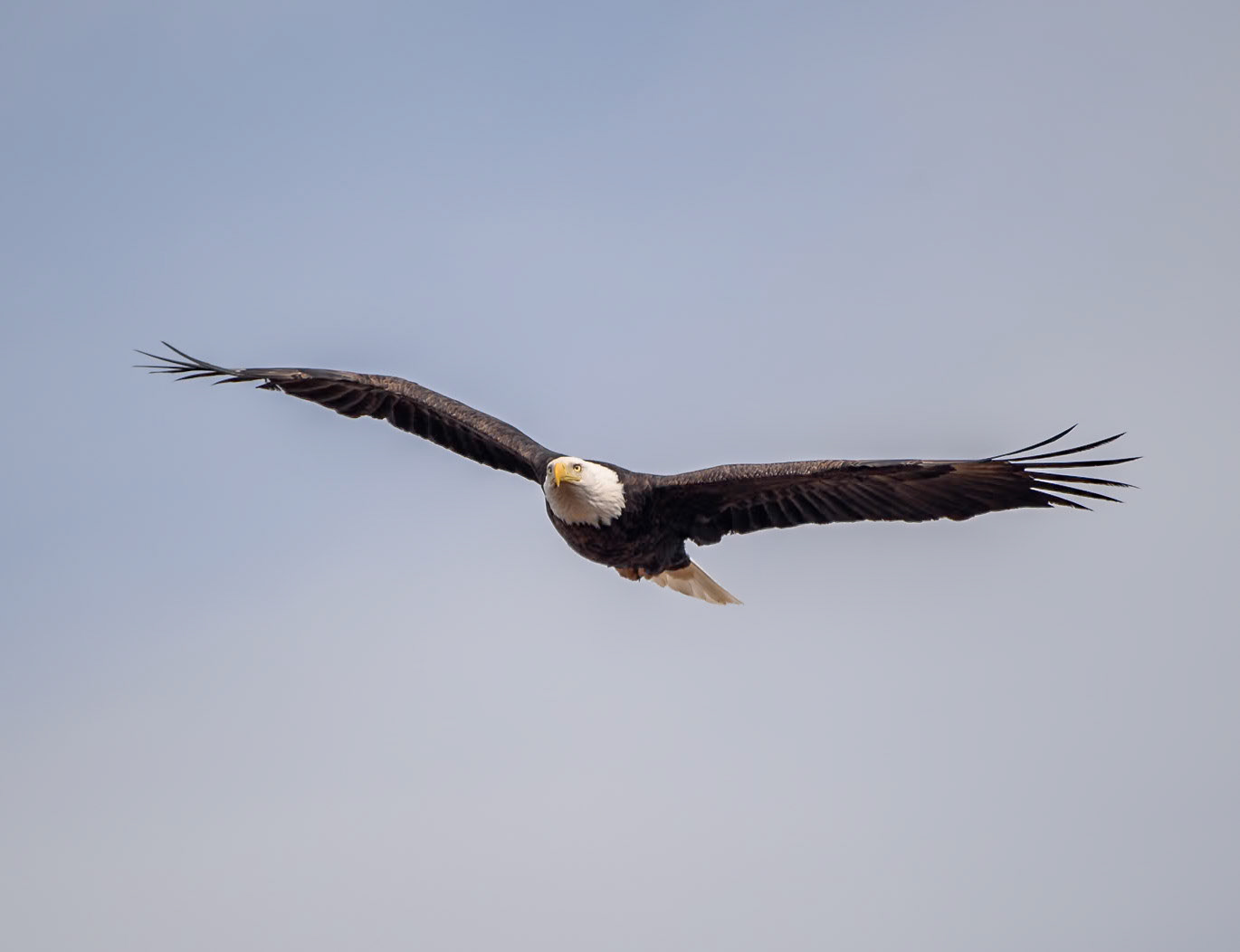 Bald Eagle