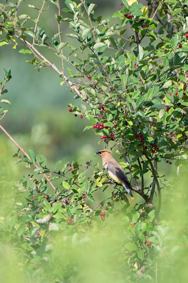 Cedar Waxwing