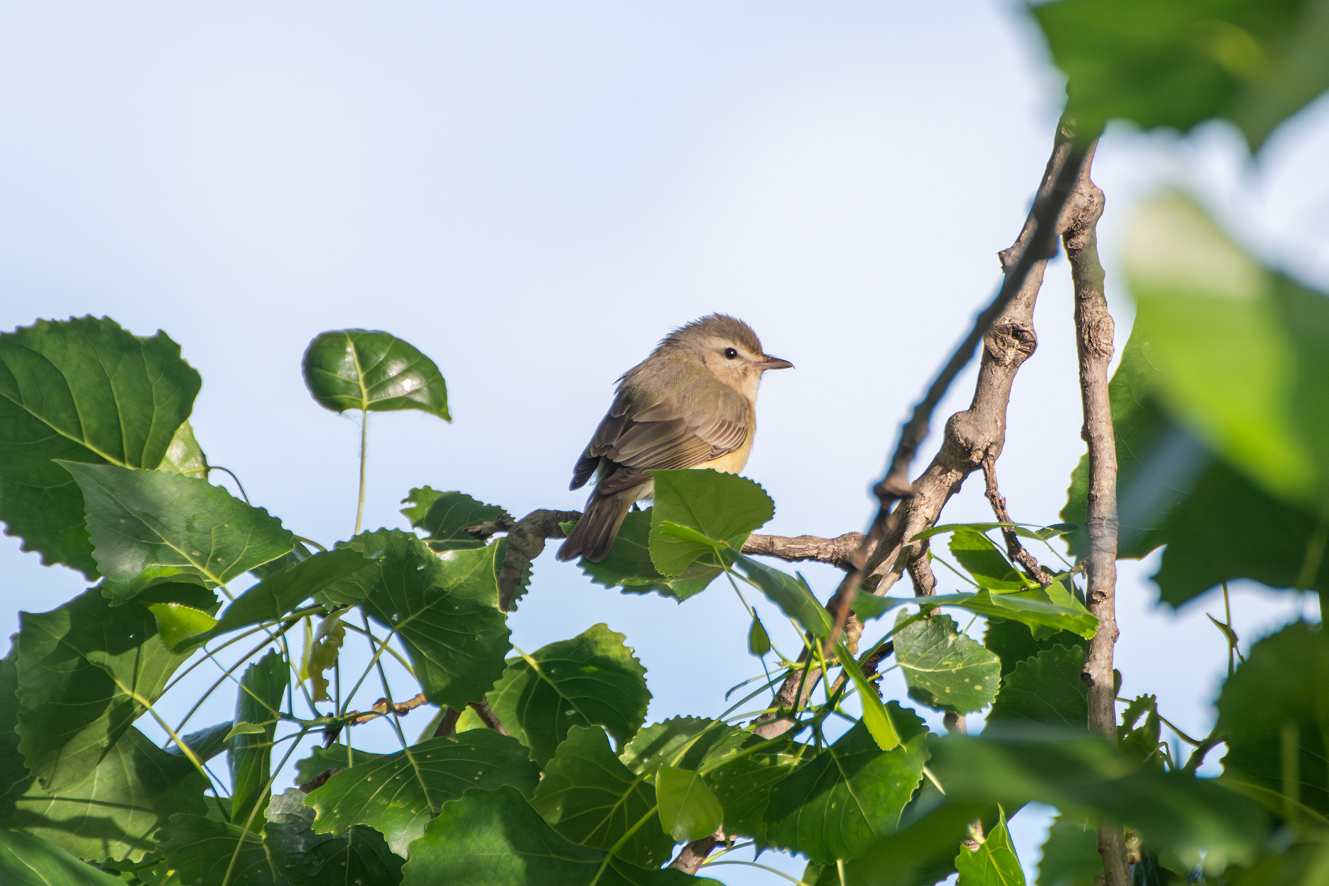 Warbling Vireo