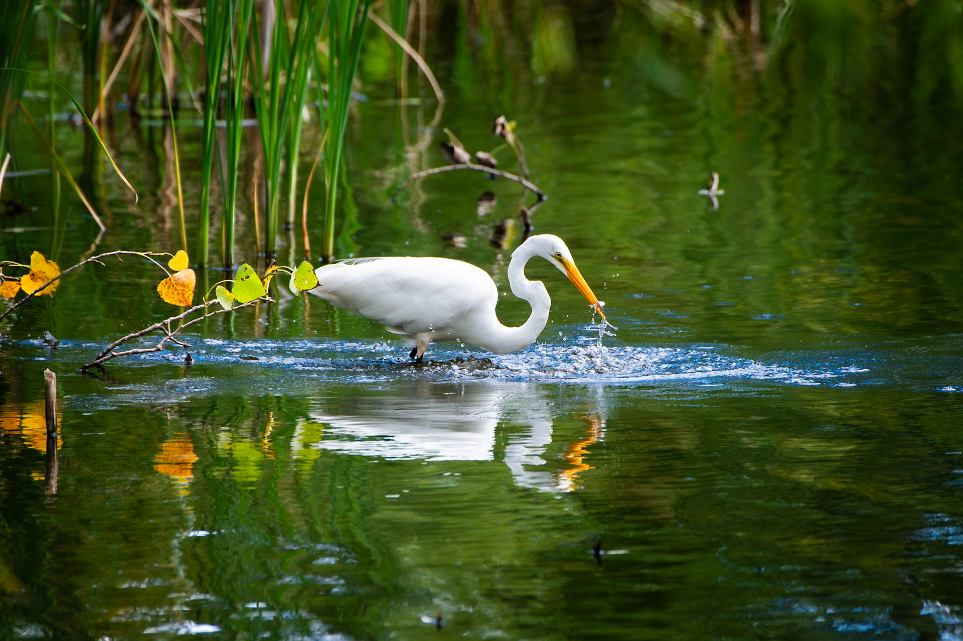 Egret