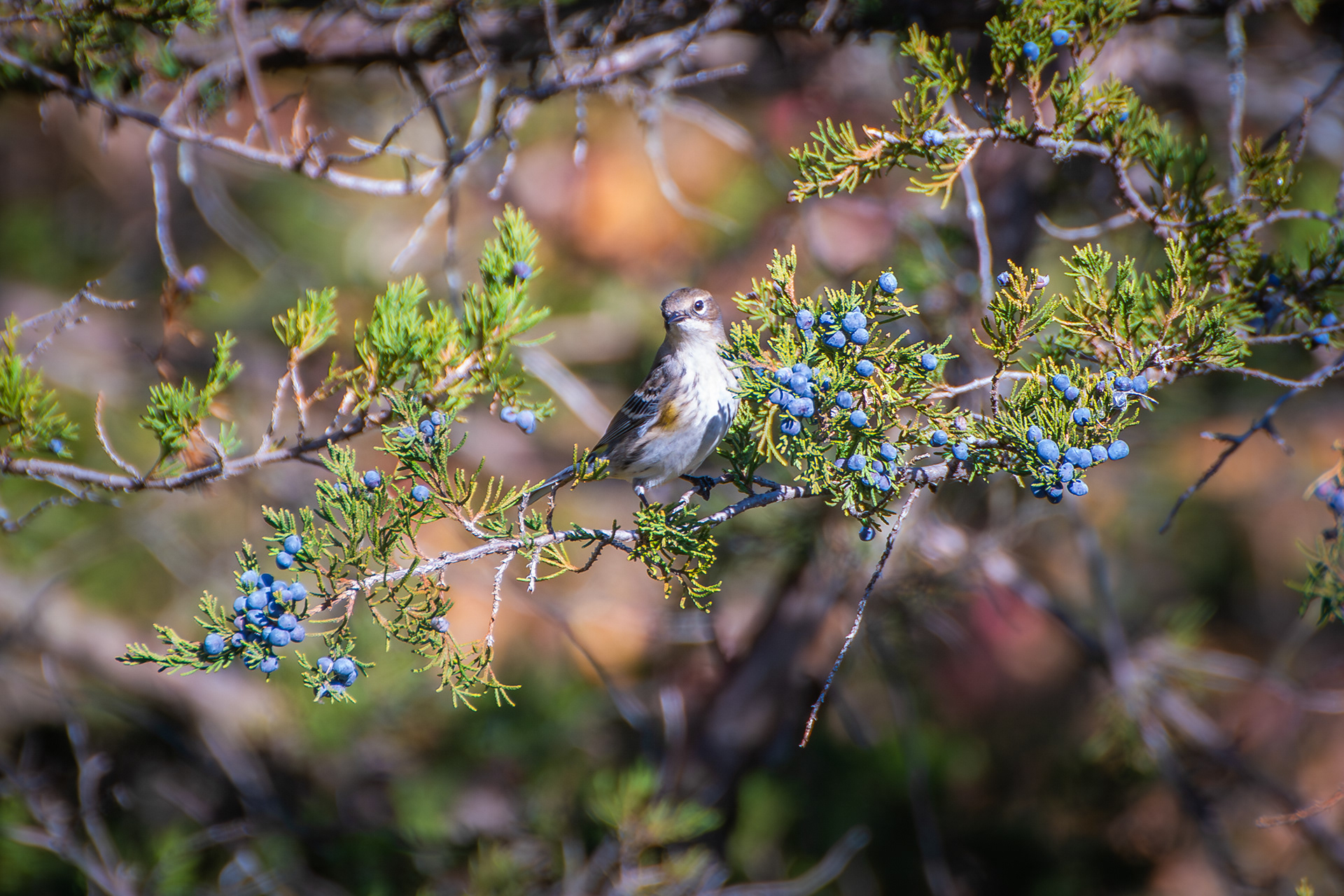 Yellow Rumped Warbler