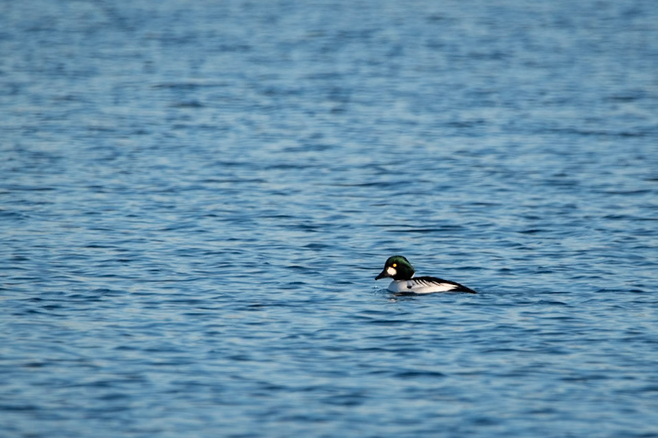 Goldeneye
