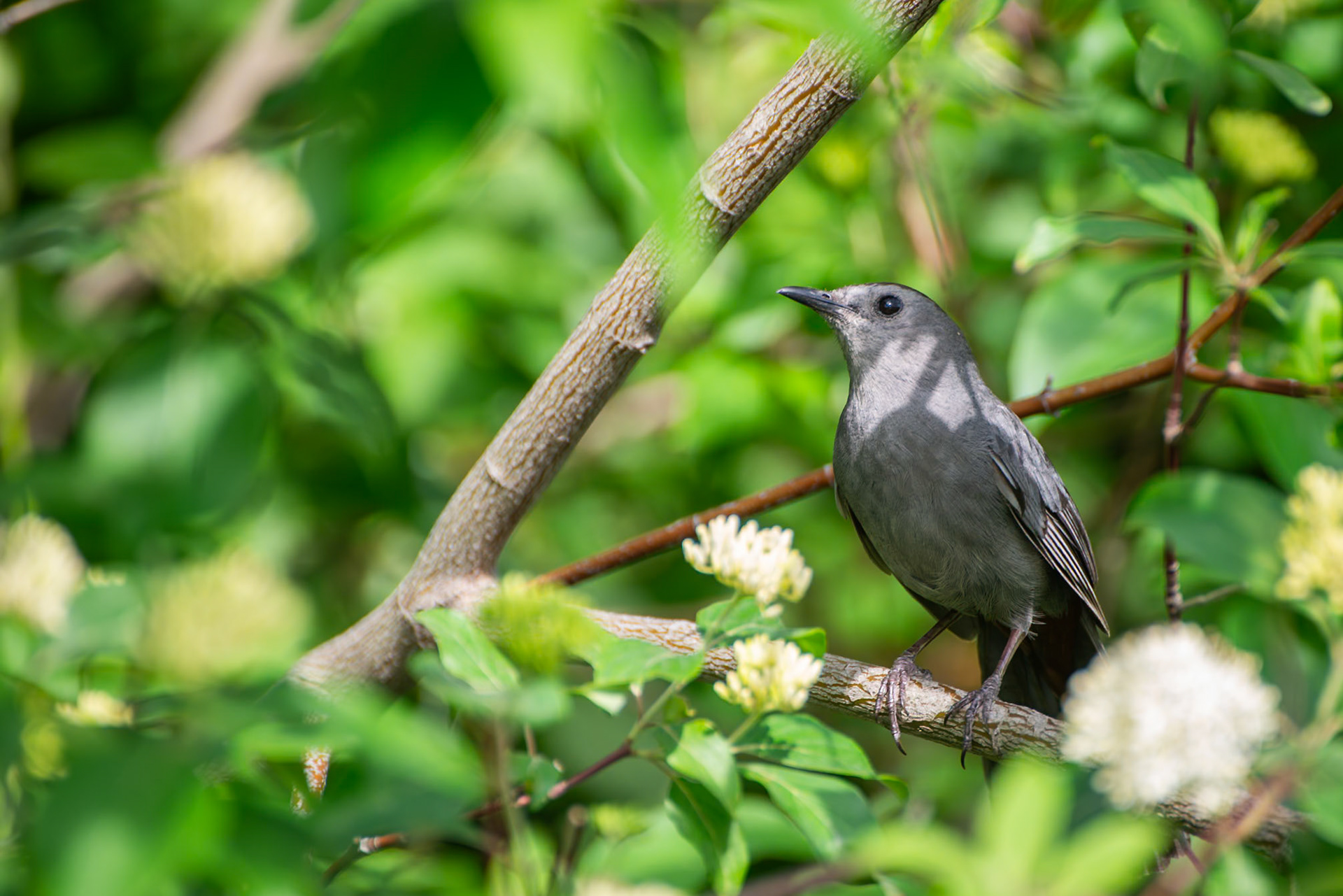 Gray Catbird