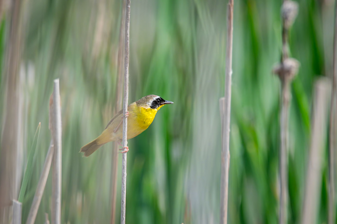 Common Yellowthroat