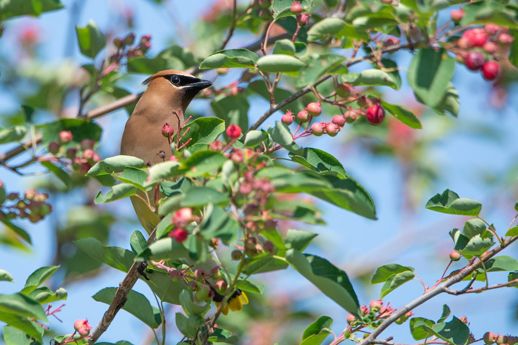 Cedar Waxwing
