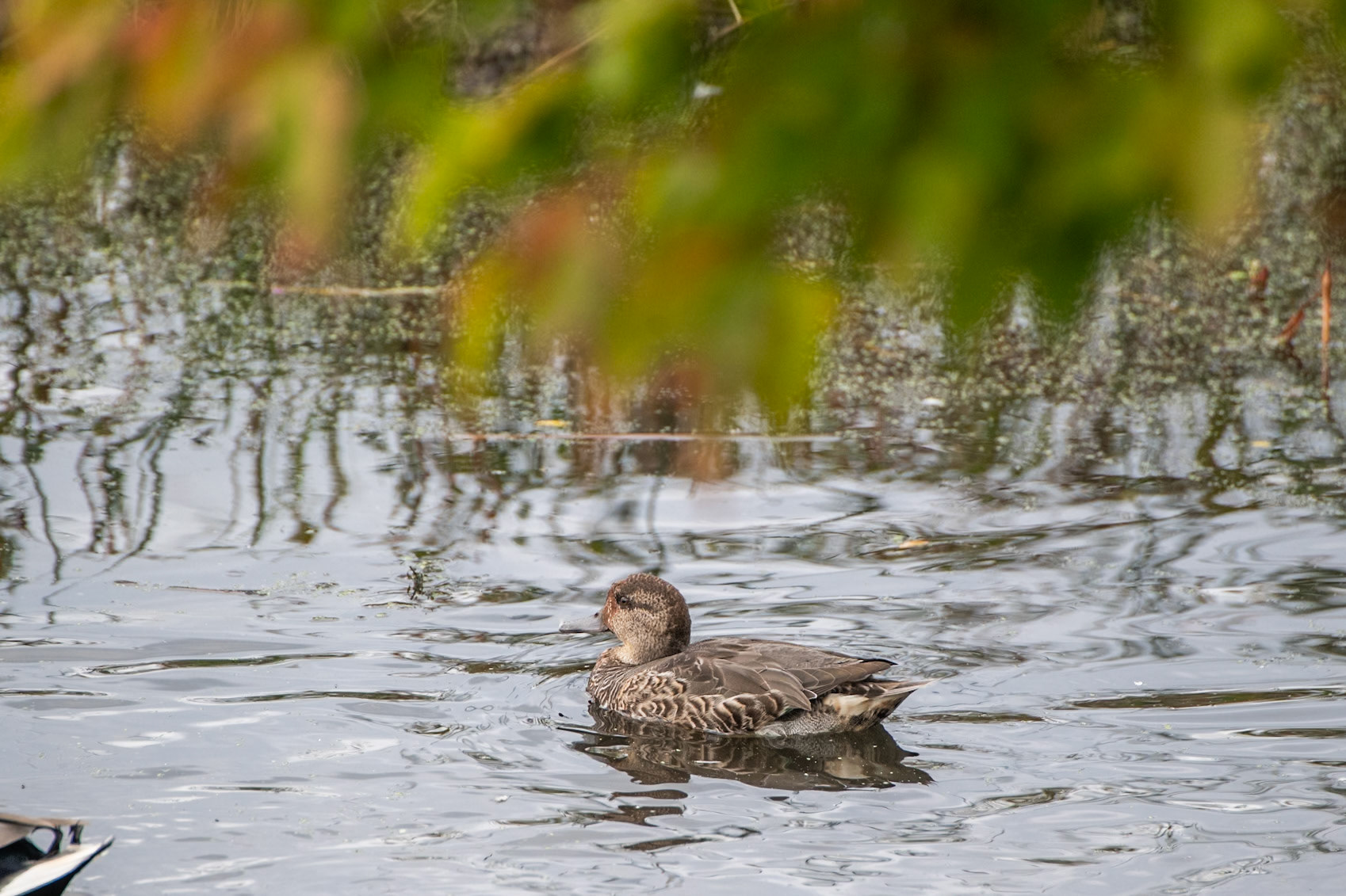 Green Winged Teal