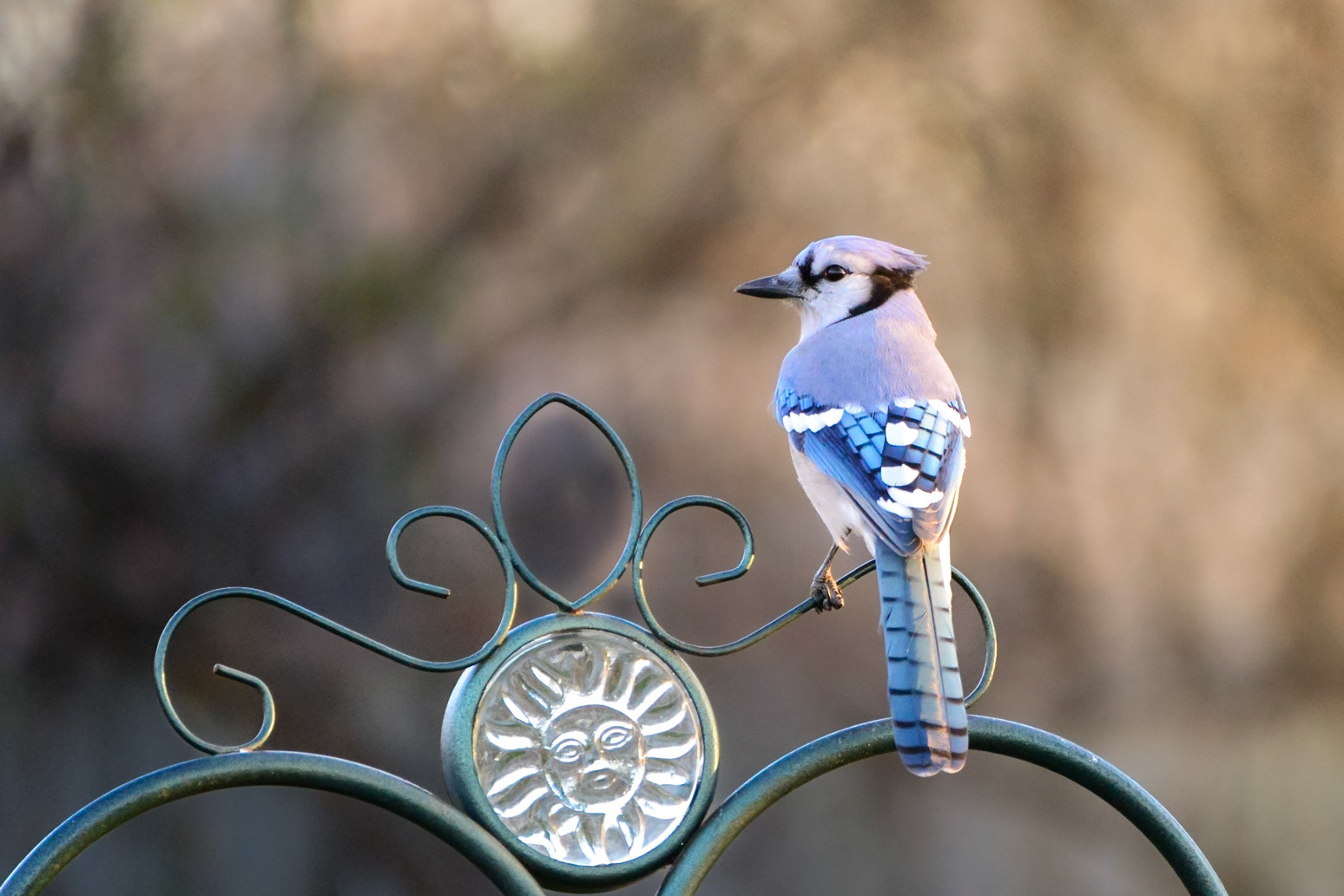 Blue Jay