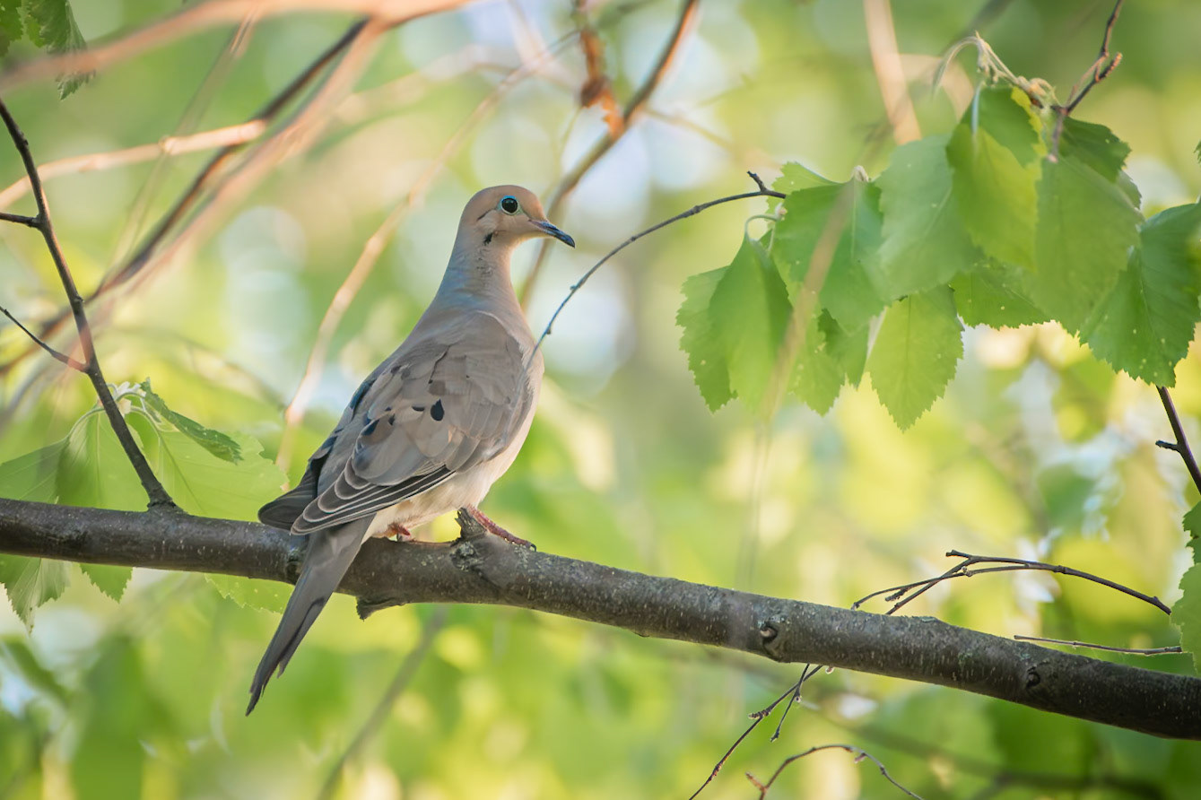 Mourning Dove