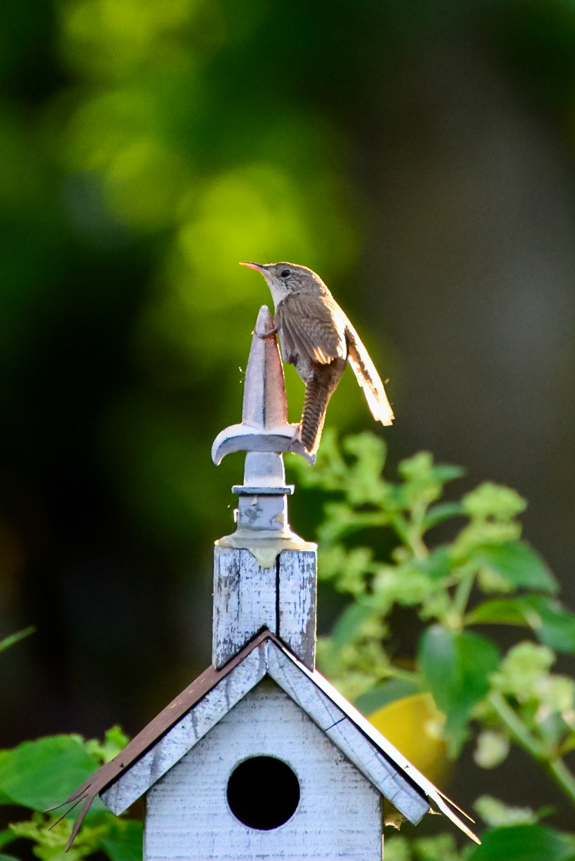 House Wren