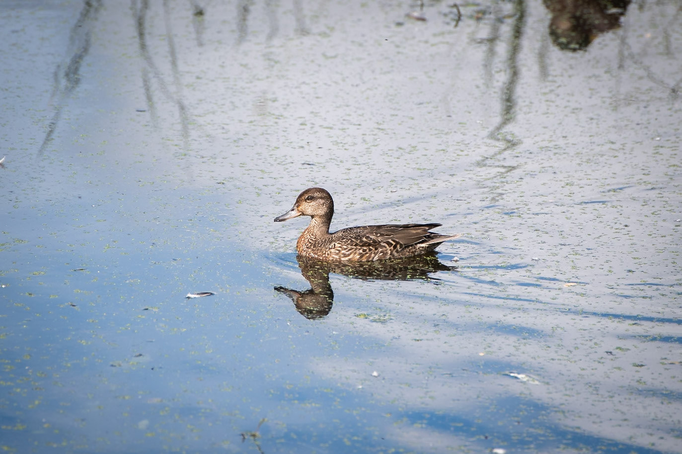 Green Winged Teal