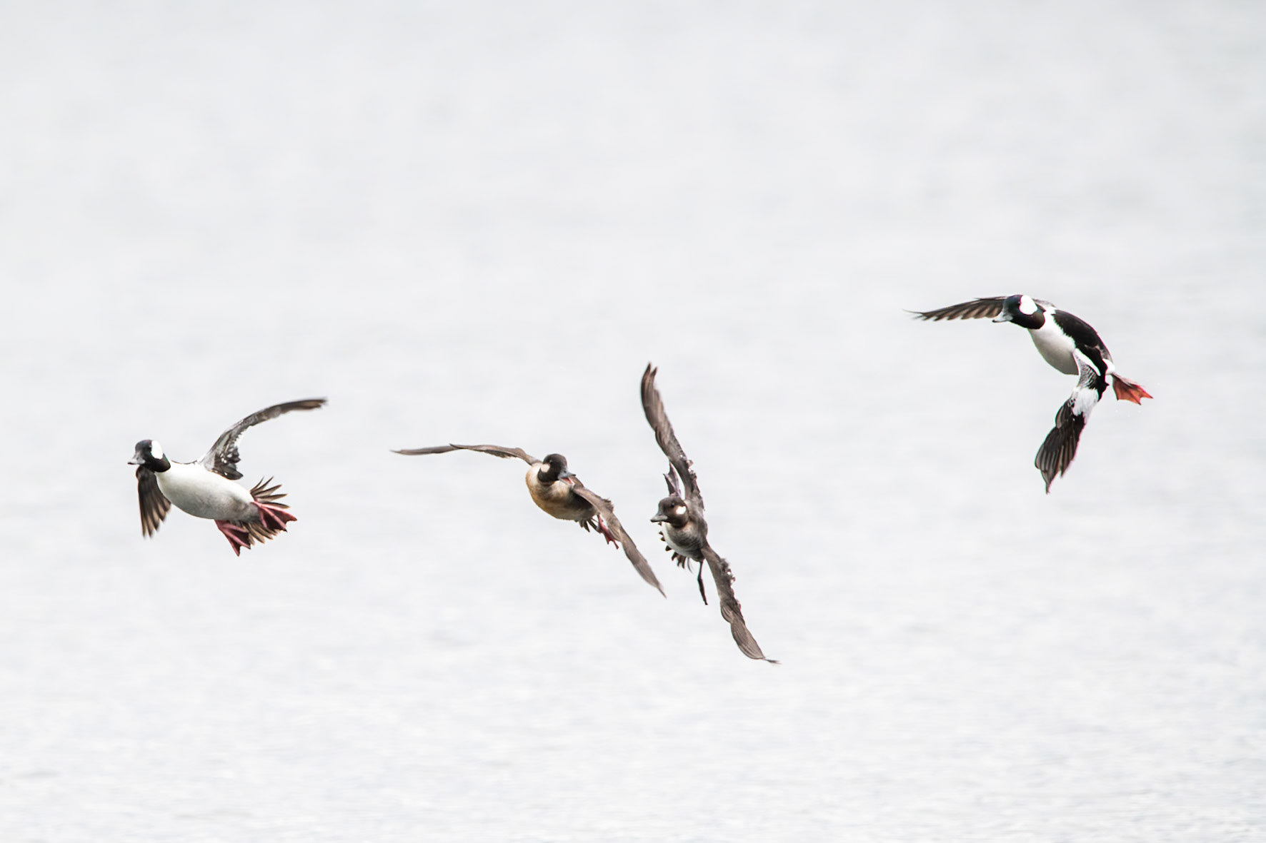 Bufflehead