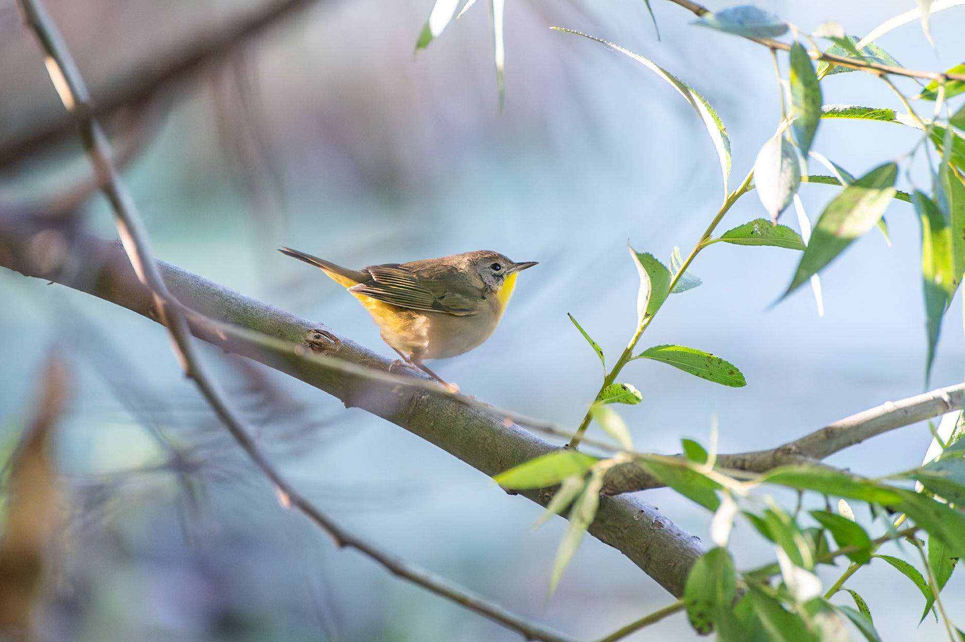 Common Yellowthroat