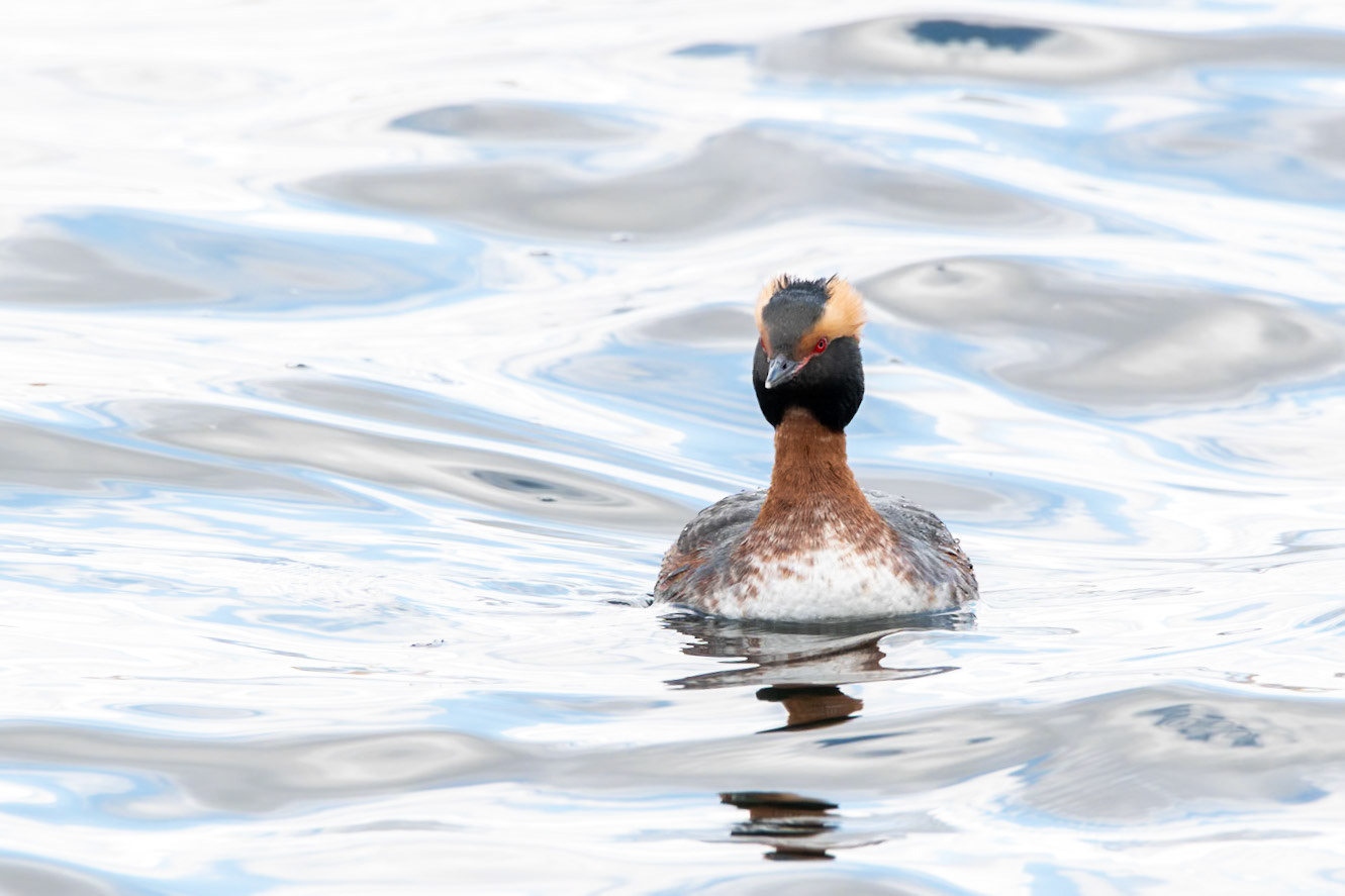 Horned Grebe