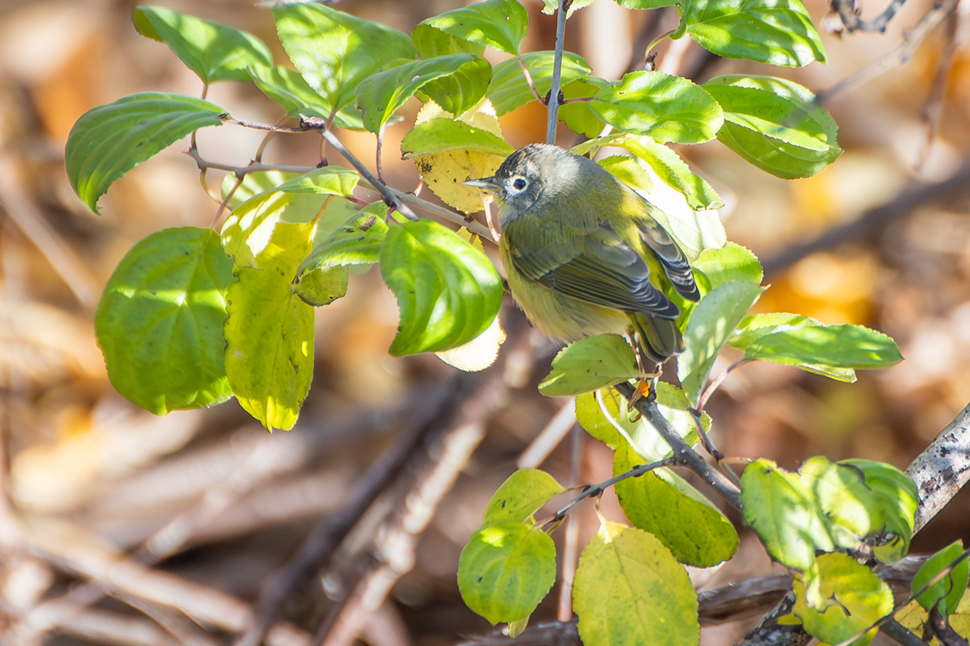 Nashville Warbler