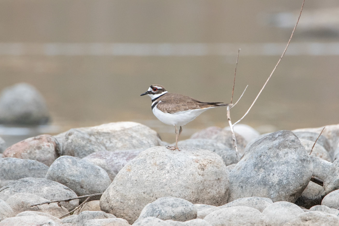 Killdeer