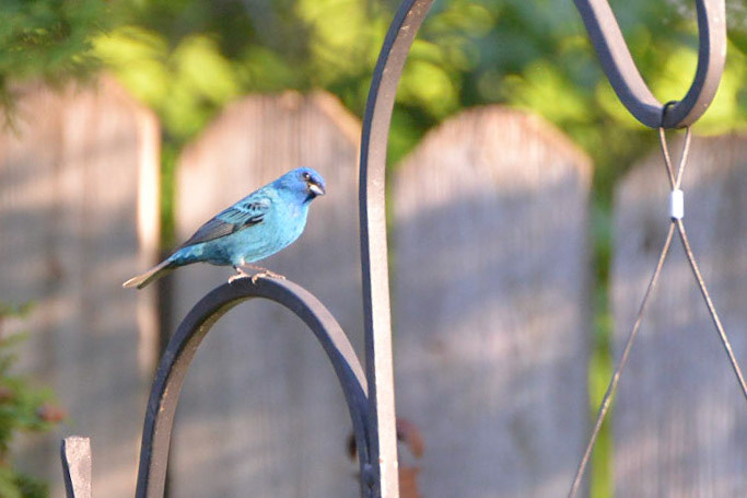Indigo Bunting
